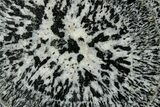 Polished Orbicular Granite Section - Western Australia #353174-1
